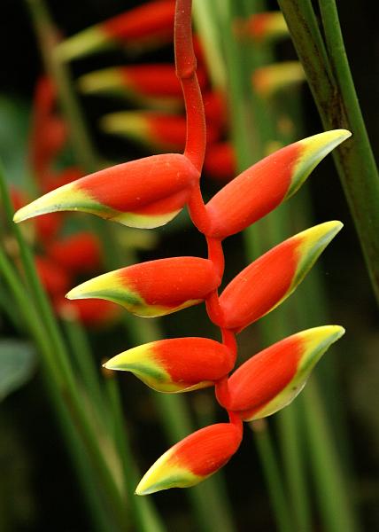 Cameron Highlands 11.jpg